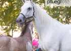 X81A8347 Lipizzaner im Burggarten Foto Pfluegl 160719